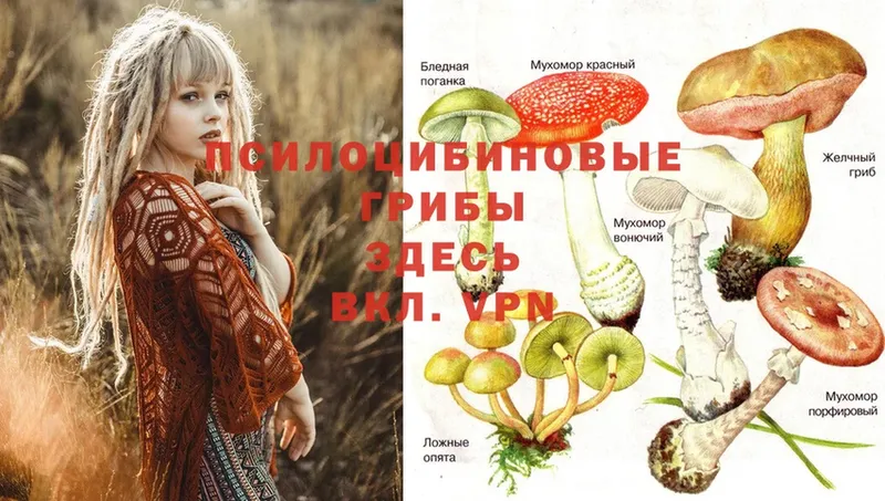 Псилоцибиновые грибы Psilocybe  omg   Чишмы 